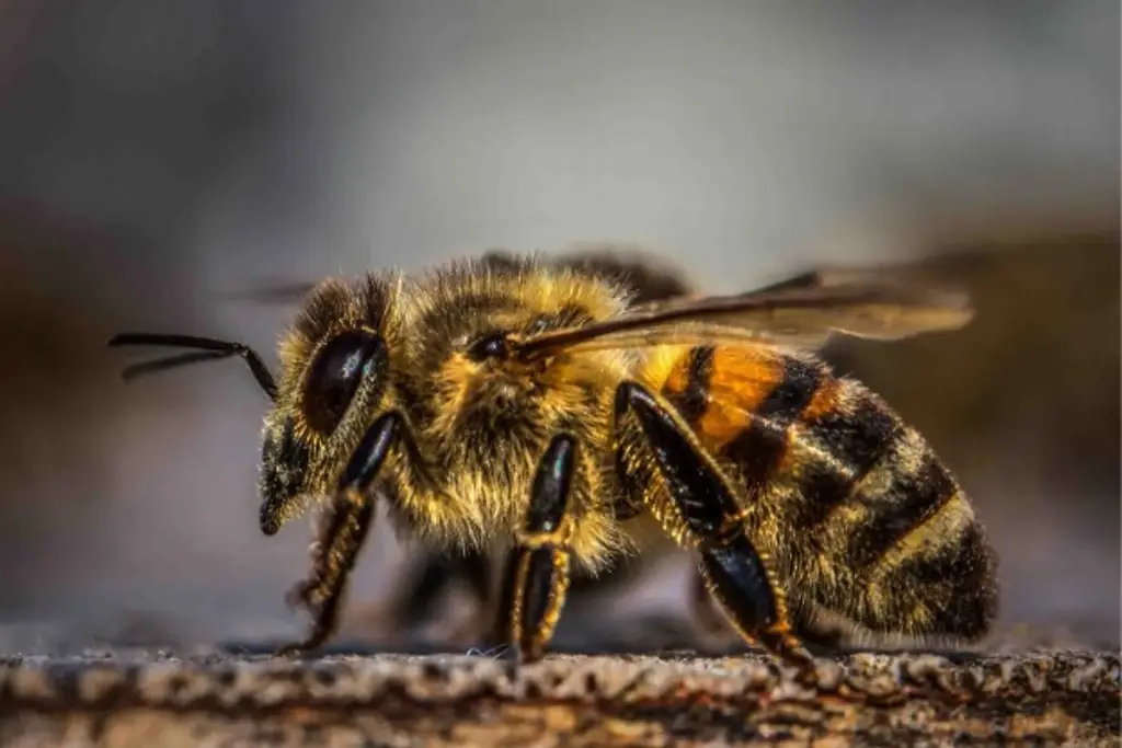 Imagen ¿Hay abejas africanas en Veracruz? 