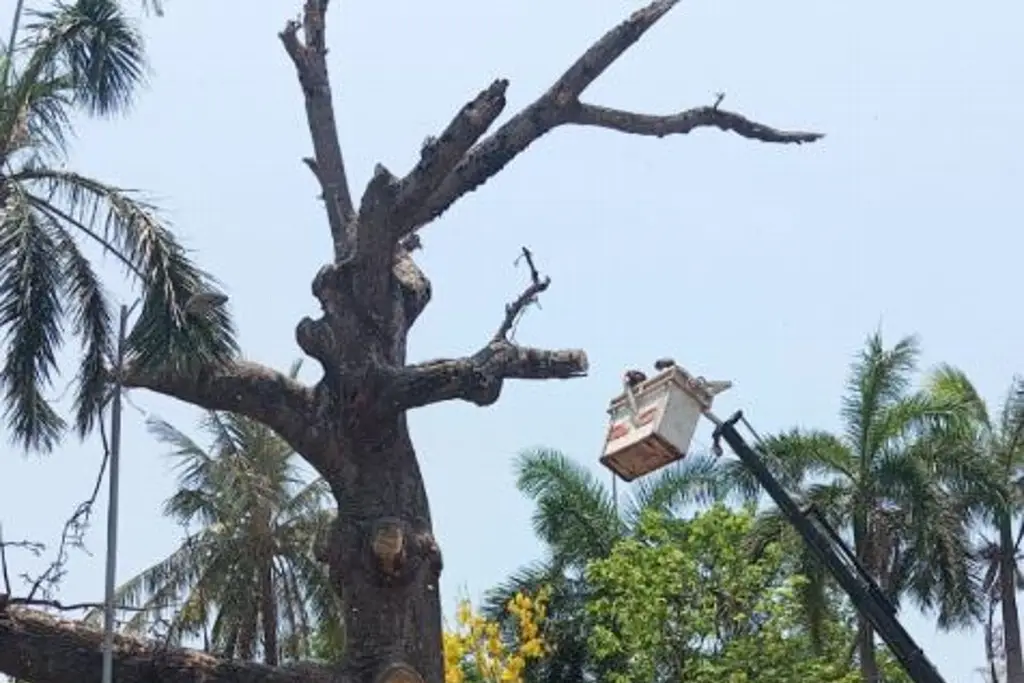 Imagen Revisan árboles de Veracruz tras derribe de ceiba de 150 años