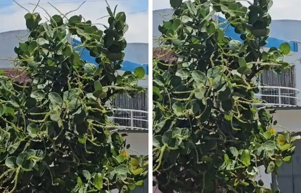 Imagen Abejas en zona habitacional y nadie responde: vecinos alertan peligro para niños