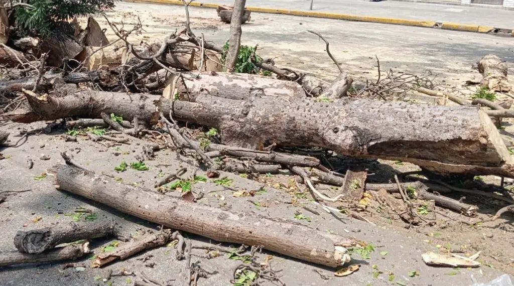 Imagen ¿Talarán más árboles en Díaz Mirón? Esto dice la autoridad en Veracruz