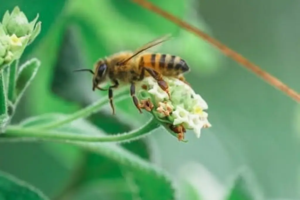 Imagen ¿Se puede salvar la vida tras un 'shock anafiláctico' por picadura de abeja?