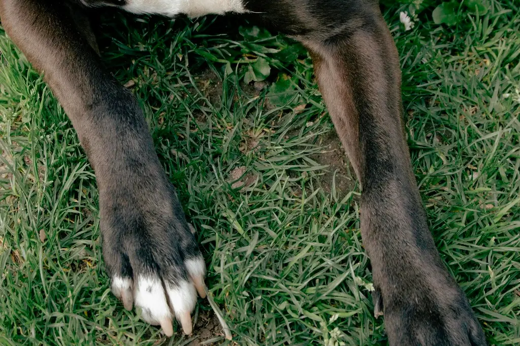 Imagen Sujeto acusado de matar a perrito en Hacienda Sotavento sigue detenido; enfrenta otras acusaciones