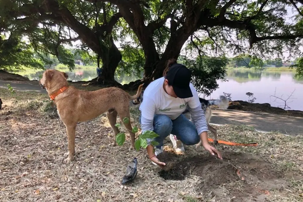 Imagen Plantarán miles de árboles en Veracruz, revela alcaldesa
