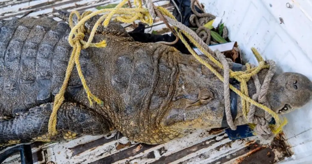 Imagen Capturan a cocodrilo en colonia de Tuxpan, Veracruz 