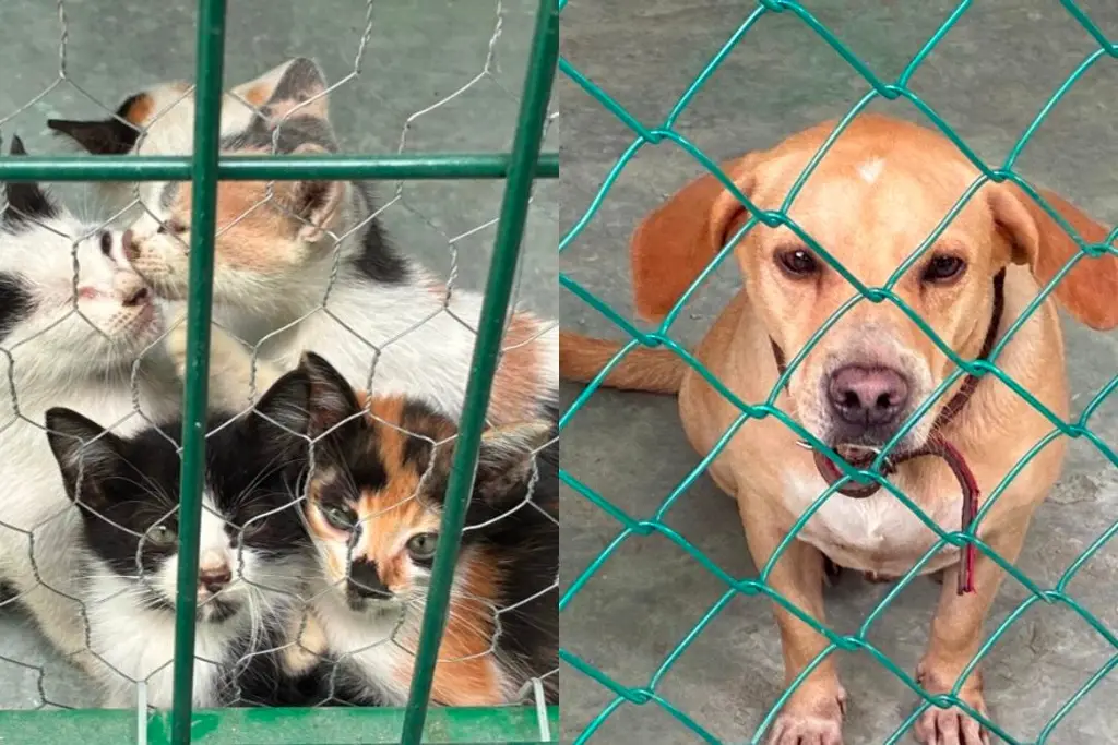 Imagen “Que no se olviden de nuestros perritos y gatitos”: invitan a adoptar en Veracruz 