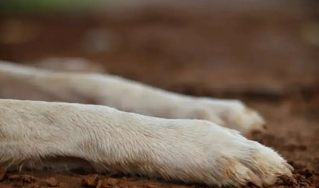 Imagen ¿Cuántos años de cárcel podría pasar presunto responsable de maltrato animal en Veracruz?