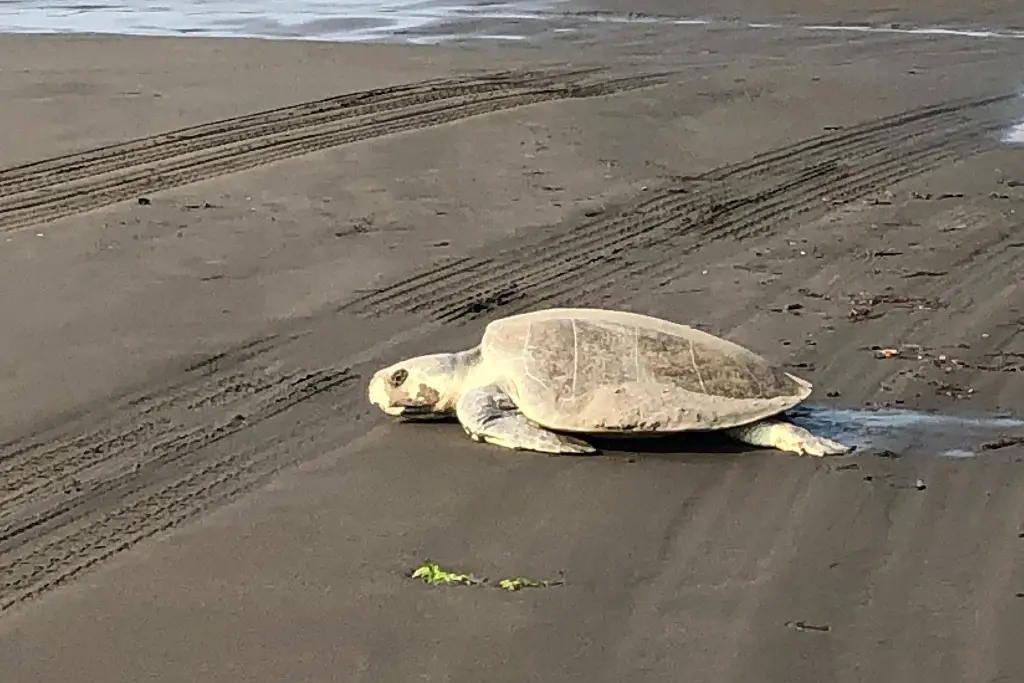 Imagen Tortugas marinas regresan a Veracruz: reportan 17 nidos en la zona conurbada