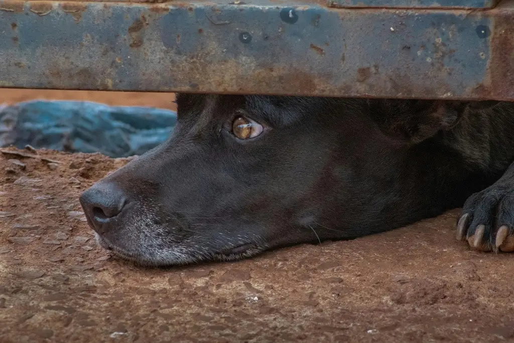 Imagen Ayuntamiento de Veracruz recibe hasta 20 denuncias diarias por maltrato animal