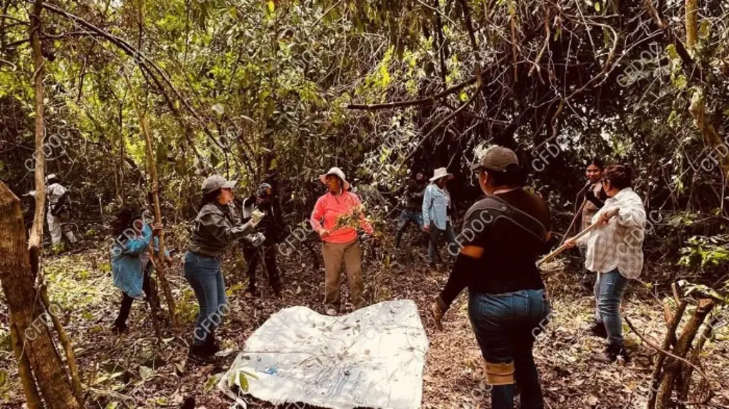 Imagen Tres semanas de búsqueda: familias desafían lodo y miedo en Veracruz