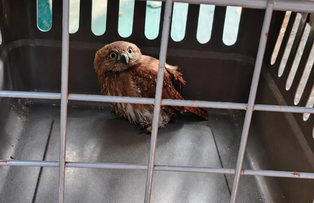 Imagen Brindan atención y resguardo a ejemplar de búho en Veracruz; así fue encontrado