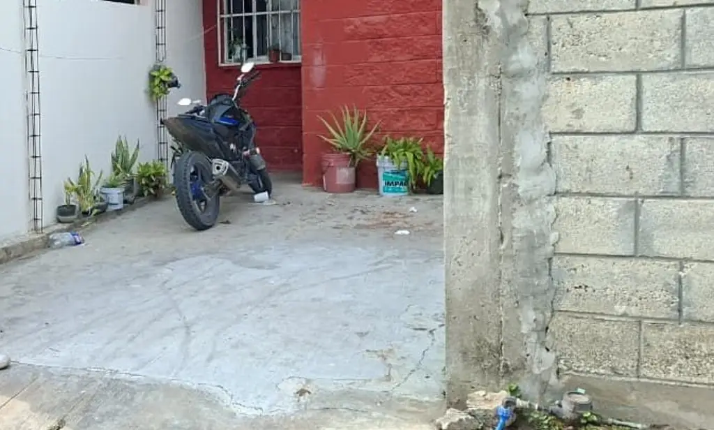 Imagen Atienden denuncia de muerte un perro pitbull en fraccionamiento de Veracruz 
