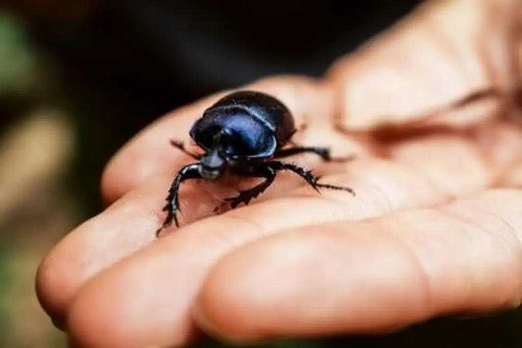 Imagen Investigadores descubren un nuevo género y 9 especies de escarabajo; esto se sabe 
