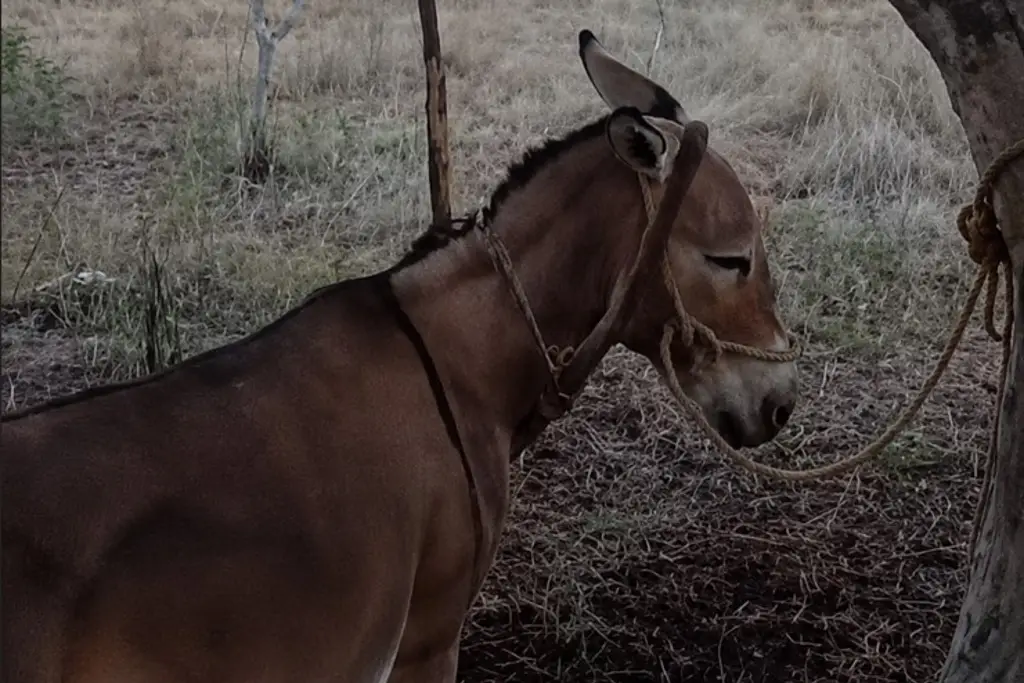 Imagen Revelan qué hallaron en cuerpo del campesino atacado por burro en localidad de Veracruz (+Video)