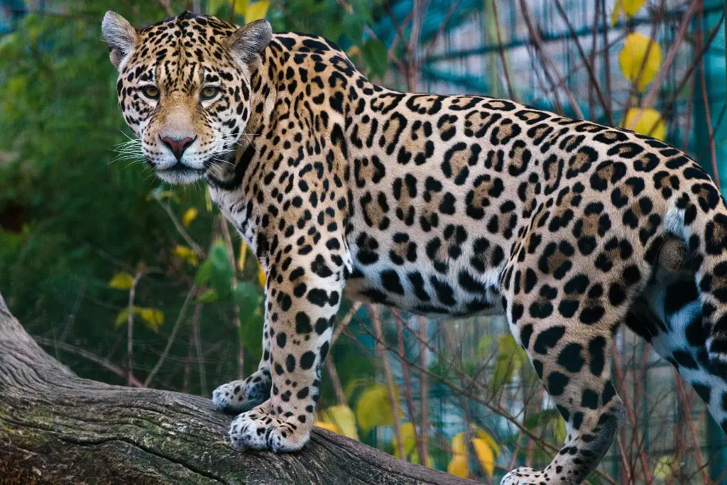Imagen Los sorprendentes secretos del jaguar, el 'rey felino' de América y emblema del Mundial