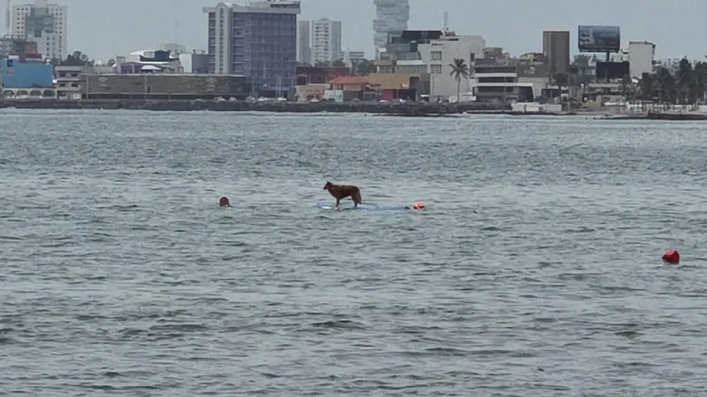 Imagen Perro surfista sorprende a bañistas en playas del puerto de Veracruz (+video)