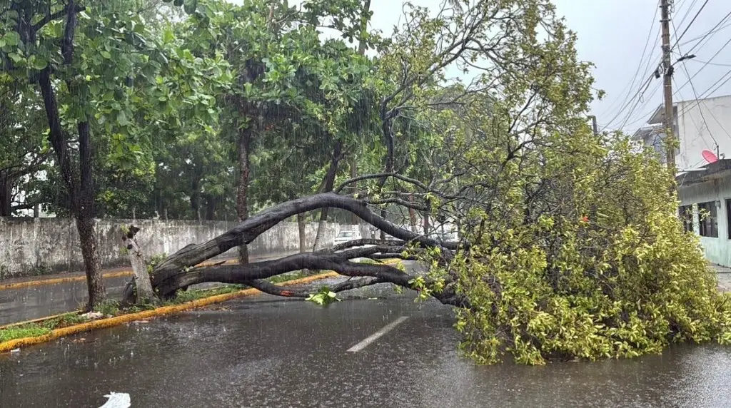 Imagen Cae enorme árbol en Boca del Río por las lluvias 