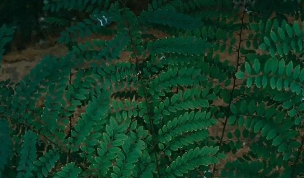 Imagen Descubren nueva especie de planta en un río que crece oculta entre rocas