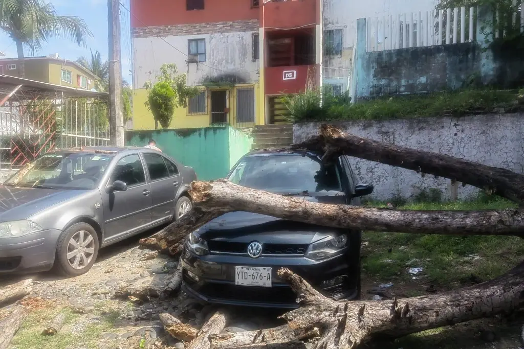 Imagen Árbol seco aplasta dos autos en colonia de Veracruz; vecinos dicen que autoridades no responden