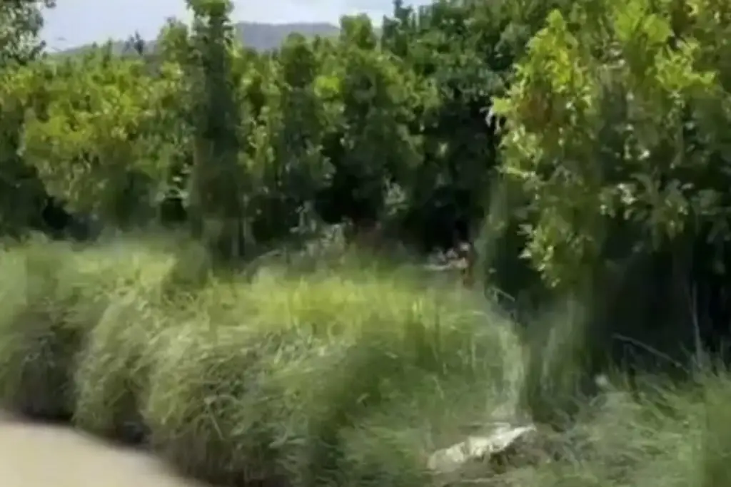 Imagen Les ataron ladrillos a sus cuerpos y los lanzaron a un canal (+Video)