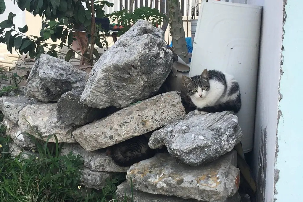 Imagen Piden campaña de esterilización ante plaga de gatos en Veracruz