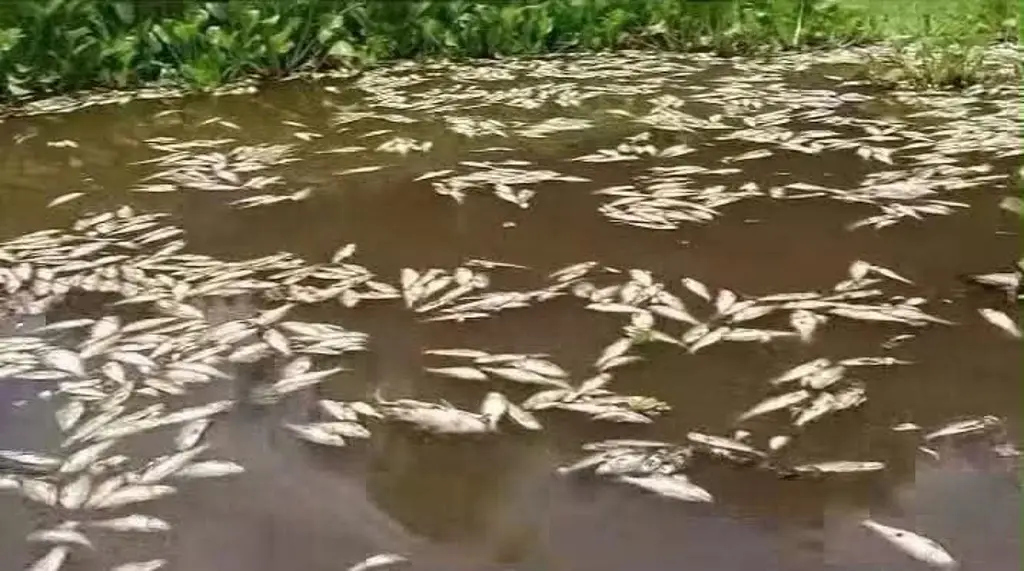 Imagen Alerta ambiental: denuncian ecocidio tras mortandad masiva de peces en Veracruz 