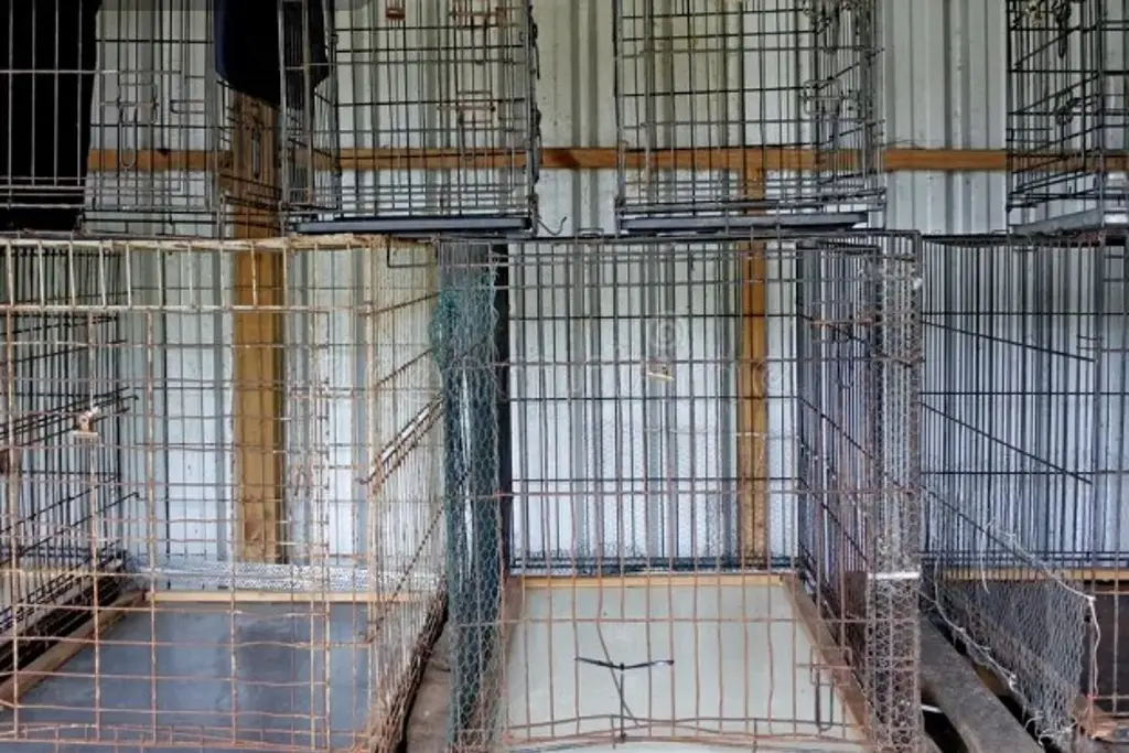Imagen Rescatan a más de 400 gatos. Este sería su destino final (+Video)