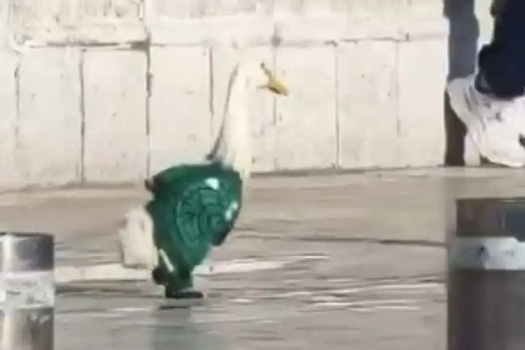 Imagen Un pato que va cantando alegramente cua cua; él es Merlín, la mascota viral del Mundial