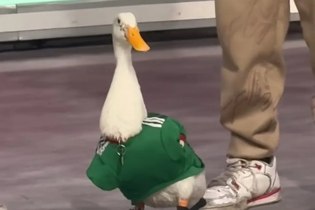 Imagen ¿Qué pasó con el registro de marca del Pato Merlín?