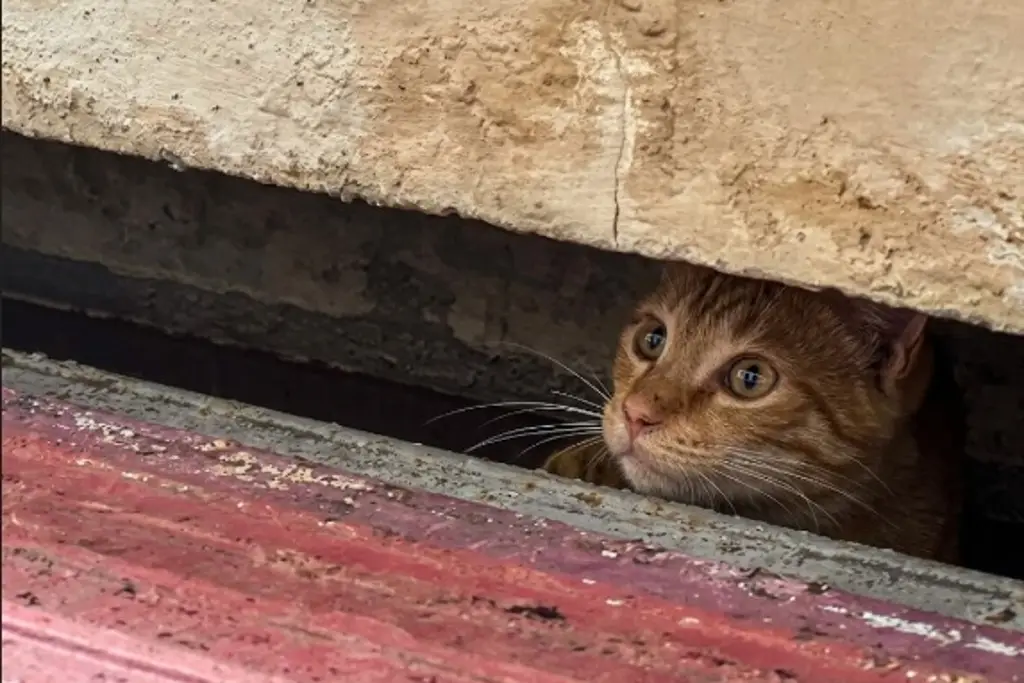 Imagen Detectan familias de gatitos en el centro de Veracruz; descubre cuál será su destino