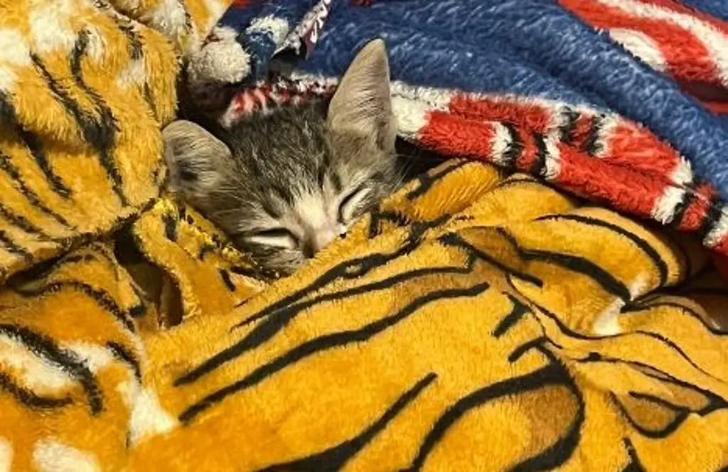 Imagen Ayuntamiento de Veracruz responde tras denuncia por caso de gatos envenenados 