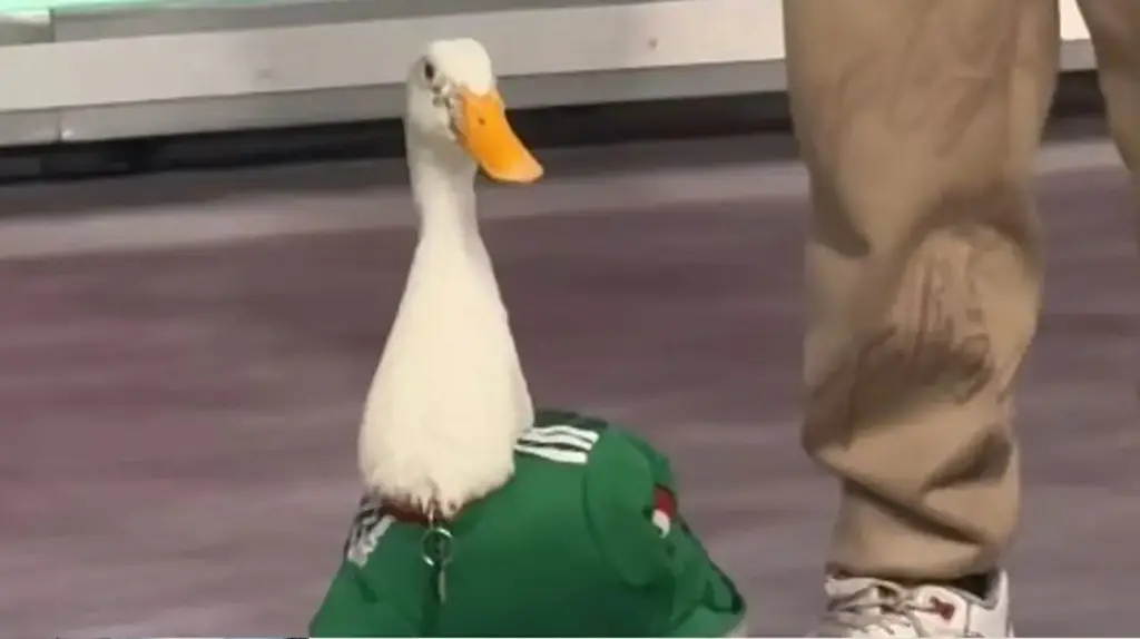 Imagen El error que casi le cuesta al Pato Merlín sus derechos; así puedes proteger tu marca en el IMPI