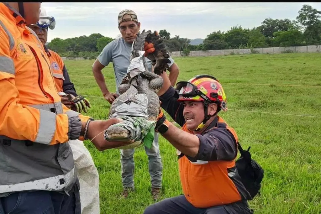 Imagen Capturan cocodrilo tras alerta de ciudadanos en Veracruz