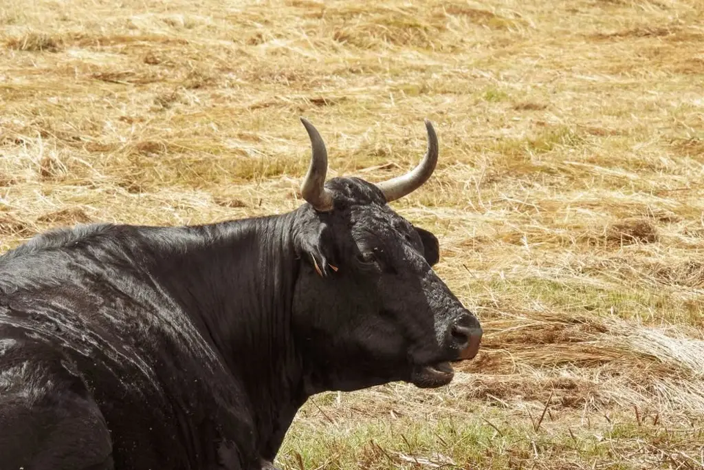 Imagen Adulto mayor muere tras ser embestido por un toro