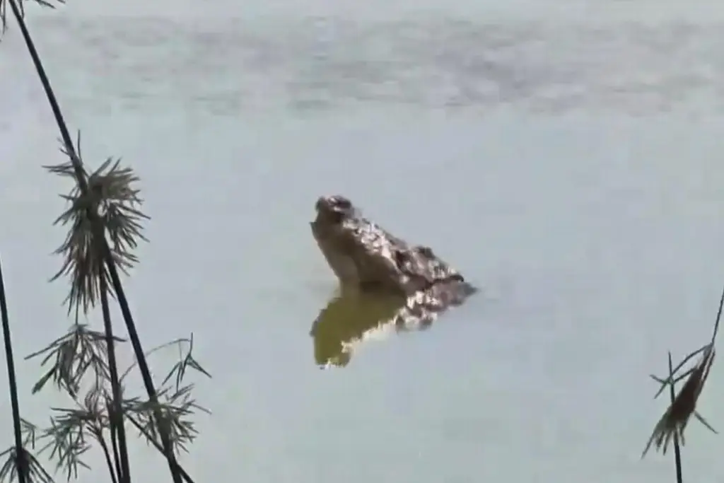 Imagen ¡Reaparece Mali! No es una atracción turística: ingresar a la laguna puede poner en riesgo tu vida