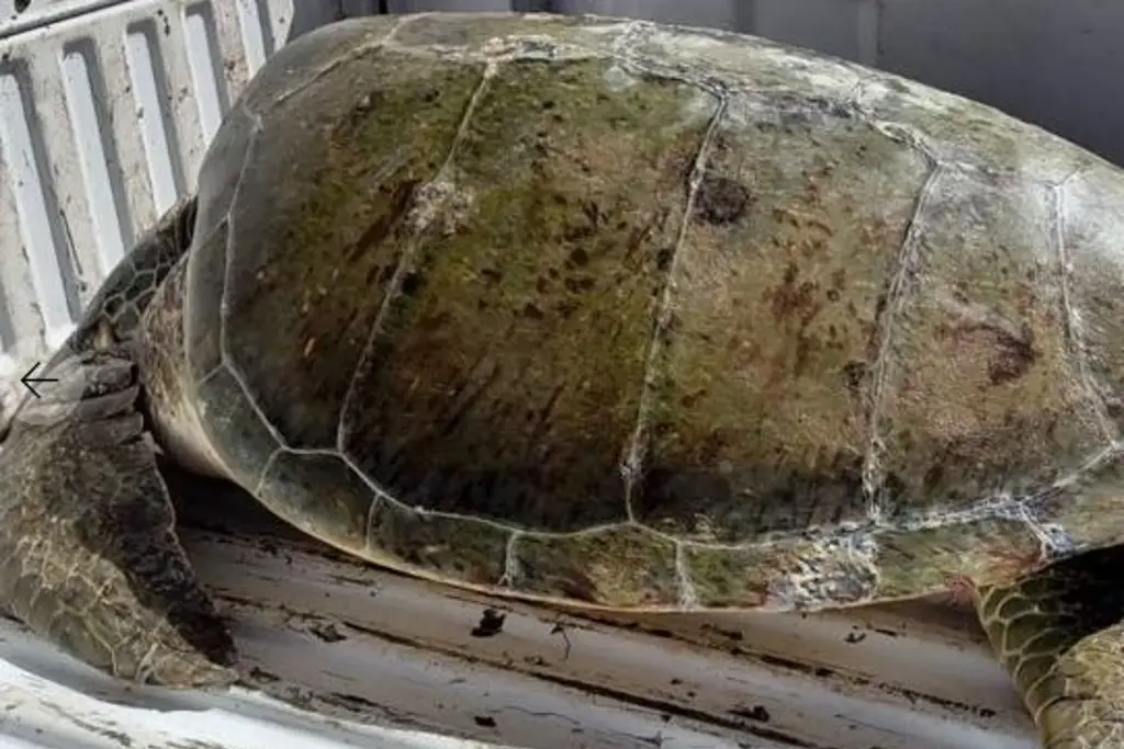 Imagen Tortuga verde es rescatada y liberada en costas del norte de Veracruz