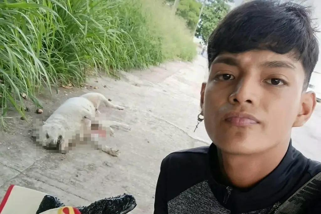 Imagen Entre tristeza y solidaridad: la labor de un joven con perritos muertos conmueve en Veracruz