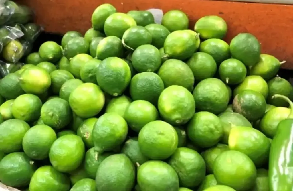 Imagen De Veracruz para el mundo: Productores exportan 21,4 toneladas de limón persa a Rusia