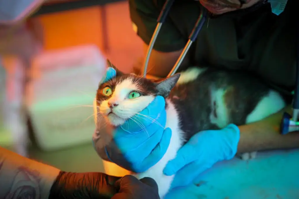 Imagen Asistencia veterinaria para perritos y gatitos tras los terremotos en Venezuela