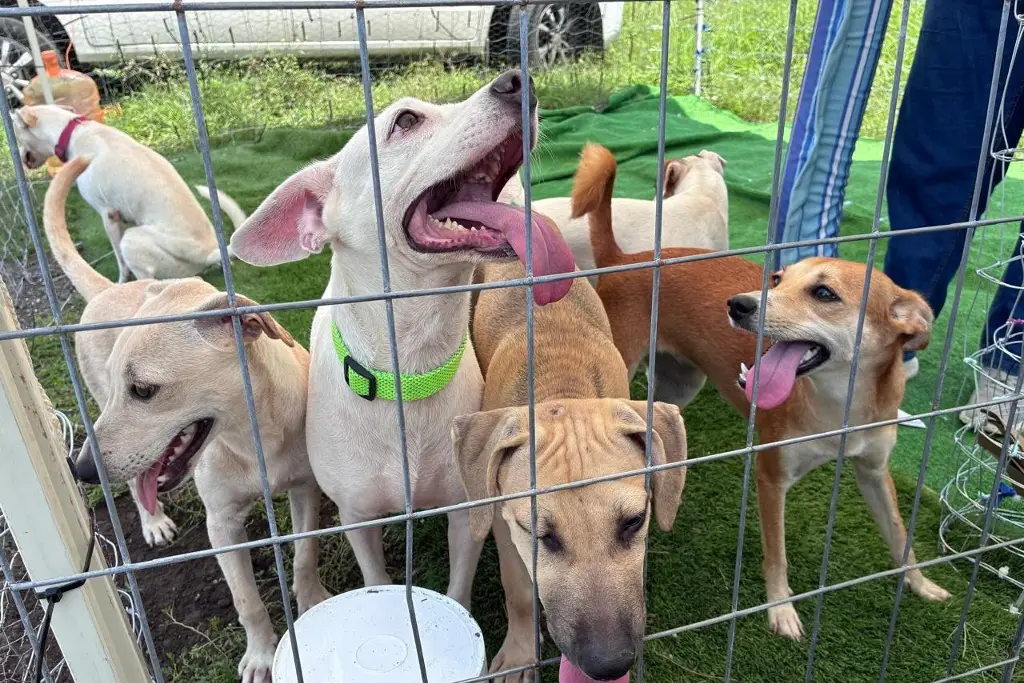 Imagen Estos perritos sobrevivieron al maltrato y abandono; hoy buscan una familia que los adopte en Veracruz