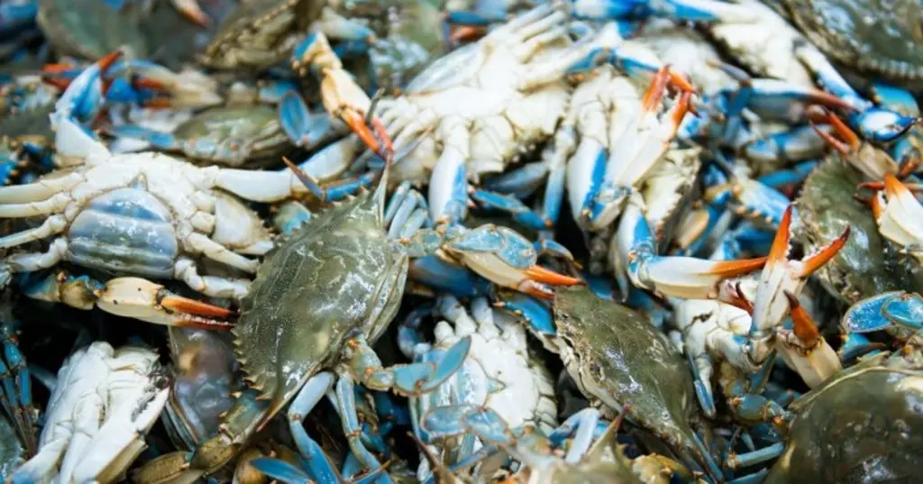 Imagen Denuncian venta ilegal de cangrejo azul en Veracruz