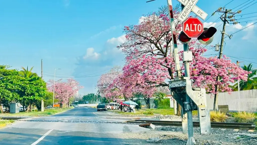 Imagen Día del Árbol: ¿Qué beneficios aportan a Veracruz?