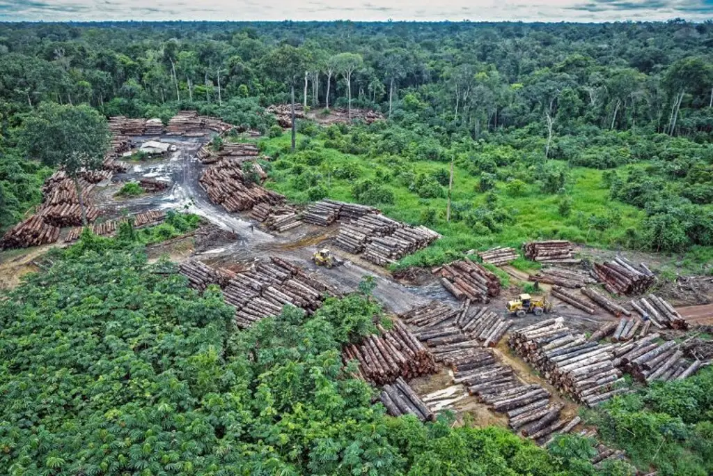 Imagen Trump elimina protección de especies y hábitats protegidos; abre la puerta a tala y minería masiva