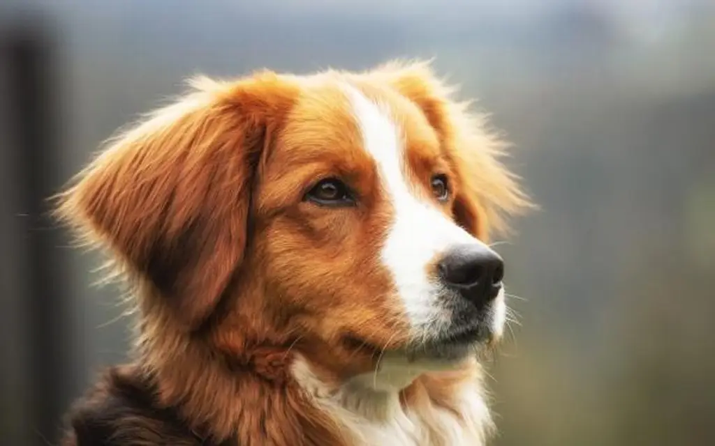 Imagen Expo Adopta 2026 en Veracruz: encuentra a tu mascota este día y a esta hora ¿Dónde?