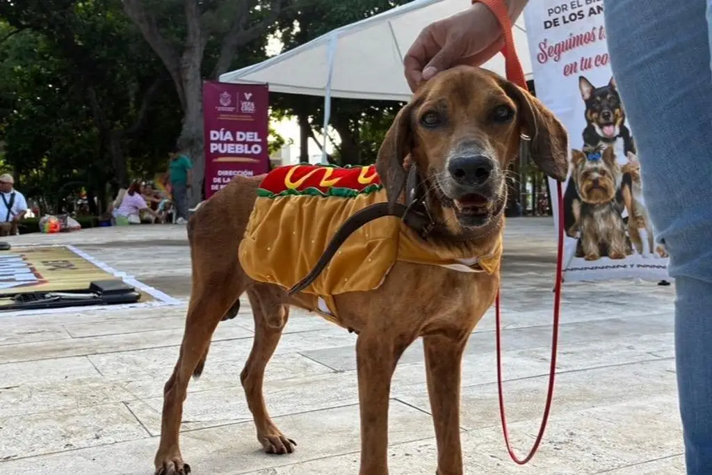 Imagen ¿Buscas un compañero? Veracruz tiene 30 perros listos para ser adoptados