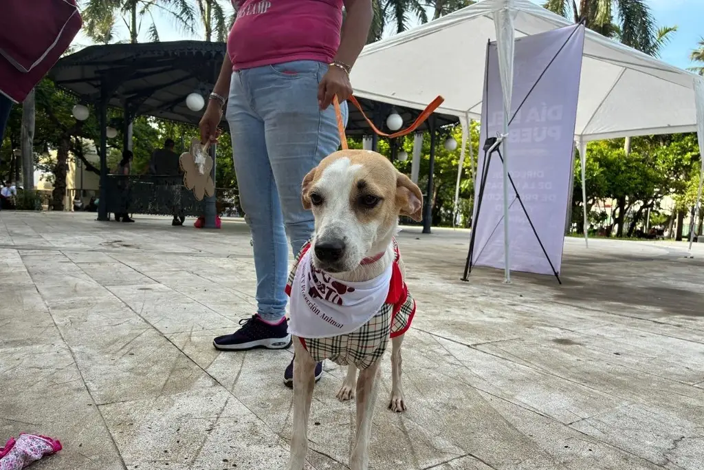 Imagen ¿Buscas un compañero? Veracruz tiene 30 perros listos para ser adoptados