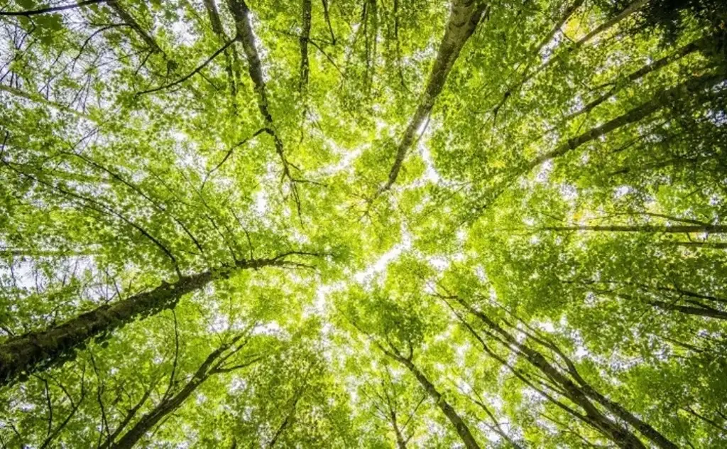 Imagen ¿Cómo nutrir los cultivos con ayuda de la naturaleza? Esto te puede interesar 