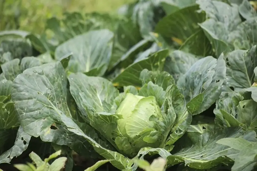 Imagen Taylor Farms retira de EU toda su lechuga producida en México por ciclosporiasis