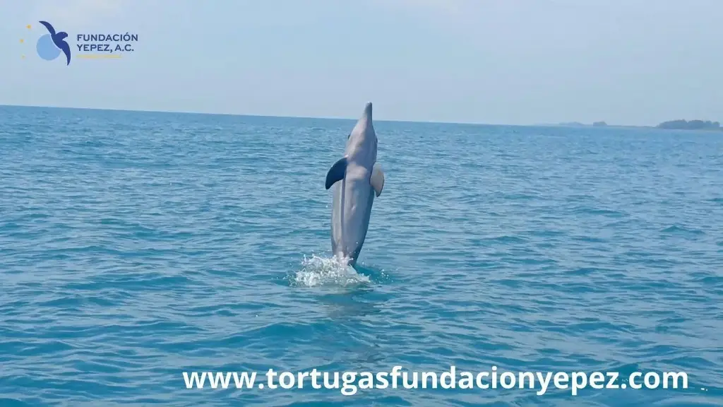 Imagen Captan hermosos delfines nariz de botella en el mar de Veracruz (Fotos)