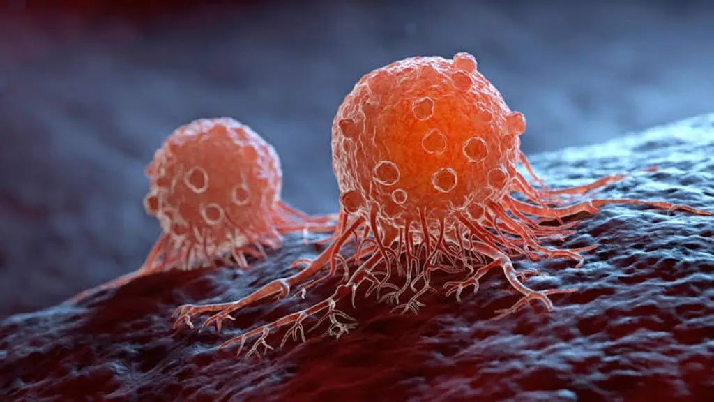 Imagen Identifican nuevo tipo de cáncer con tumores que se contagia entre animales