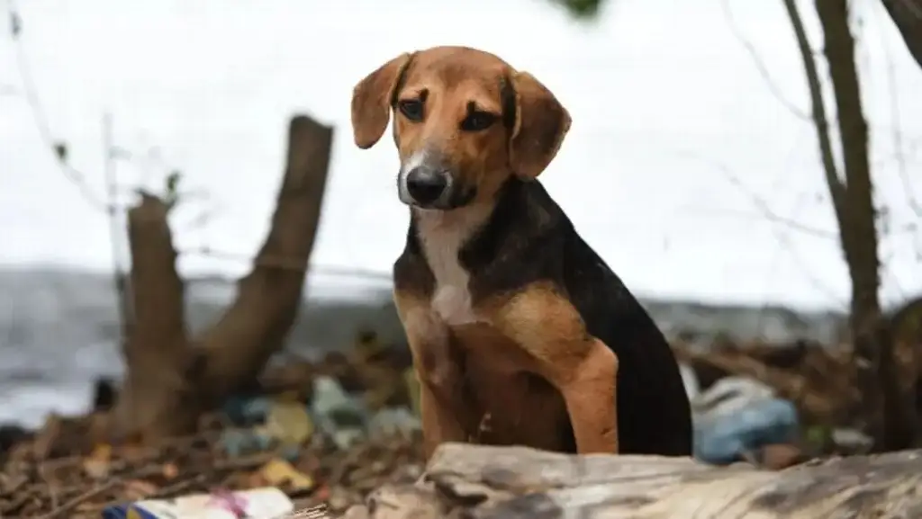 Imagen ¿Cuándo se considera maltrato animal? Esto dice abogada